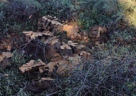 Los troncos de los árboles cortados en Cieza, ayer.