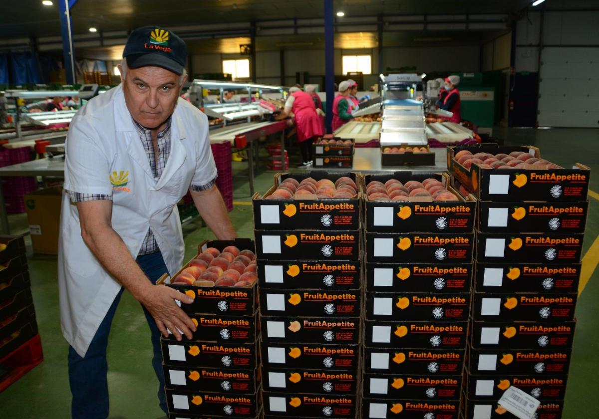 La fruta murciana inicia su carrera hacia Europa