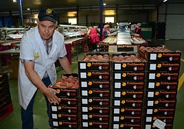 Pascual Hortelano revisa unos melocotones tempranos en la cooperativa La Vega de Cieza.
