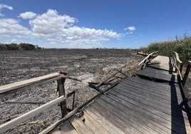 Estado del humedal de La Hita y la pasarela de madera el pasado domingo tras el incendio que devastó casi 22 hectáreas de este espacio protegido junto al Mar Menor.