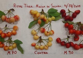 Comparativa de distintas cerezas durante la experimentación.