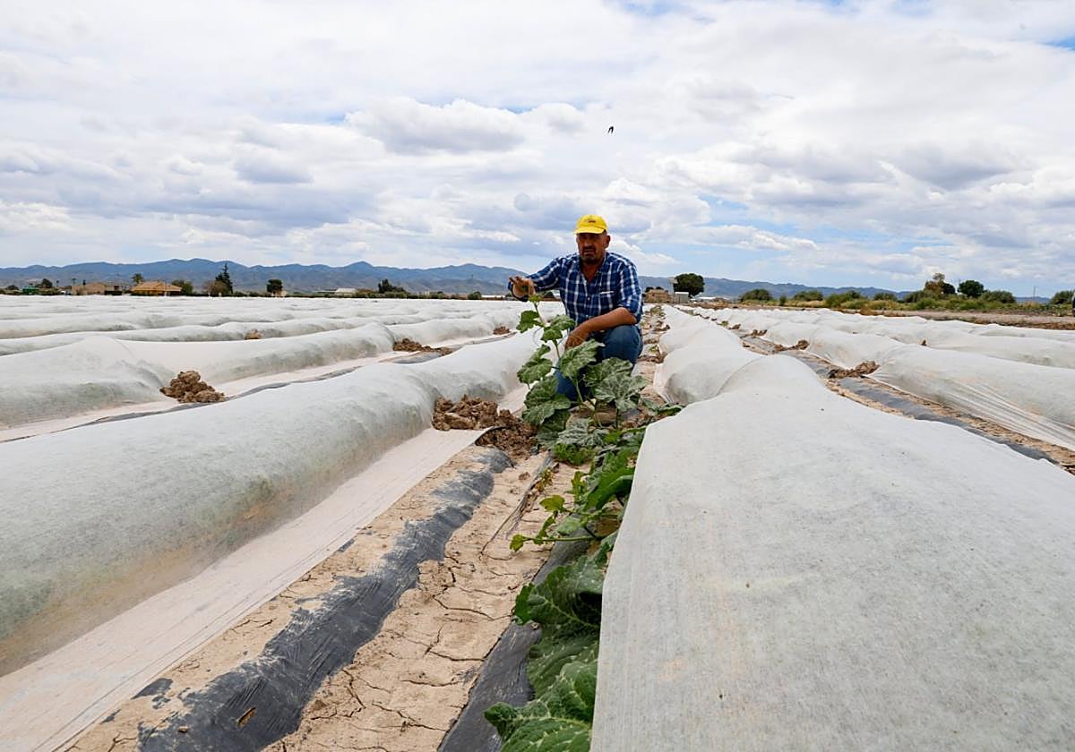 Plácido Pérez-Chuecos supervisa el crecimiento de la plantación de sandías protegida bajo mantas.