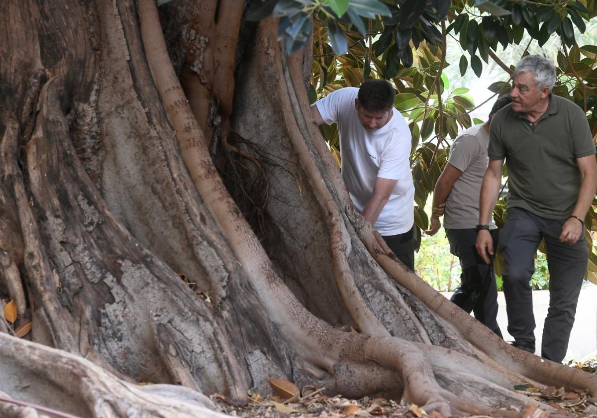 El ficus de Santo Domingo de Murcia tiene «buena brotación»