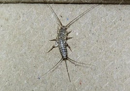 Un pececillo de plata, en una imagen de archivo.