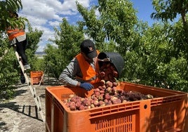 Recolección de fruta en una imagen de archivo.