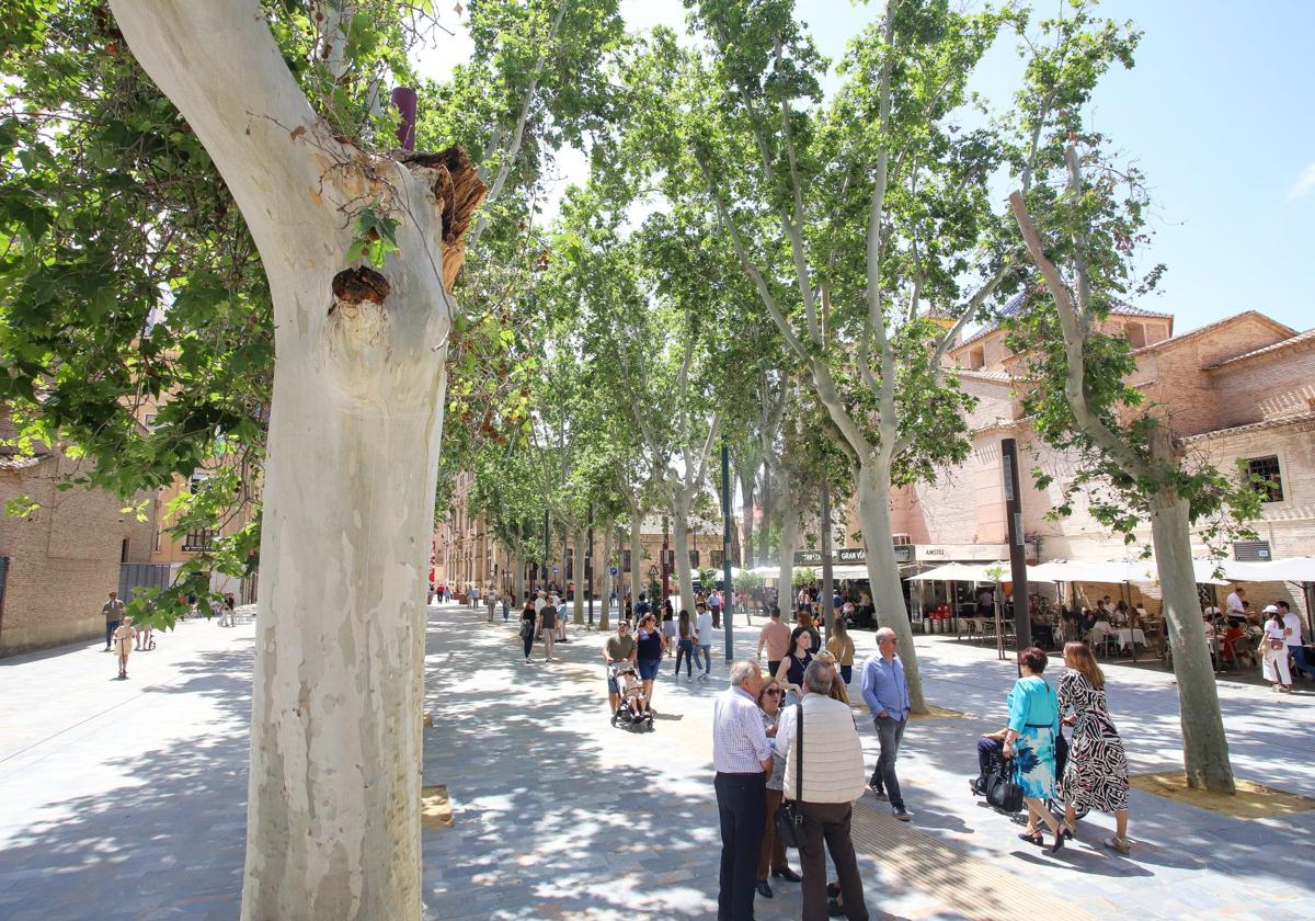 Advierten del deterioro que sufre el arbolado del paseo Alfonso X de Murcia