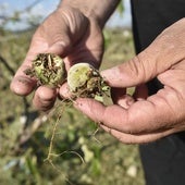 Un agricultor muestra daños provocados por el granizo en sus cultivos.