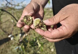 Un agricultor muestra daños provocados por el granizo en sus cultivos.
