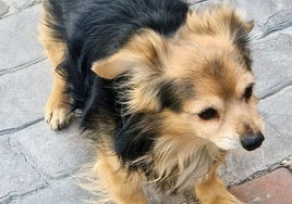 El animal maltratado.