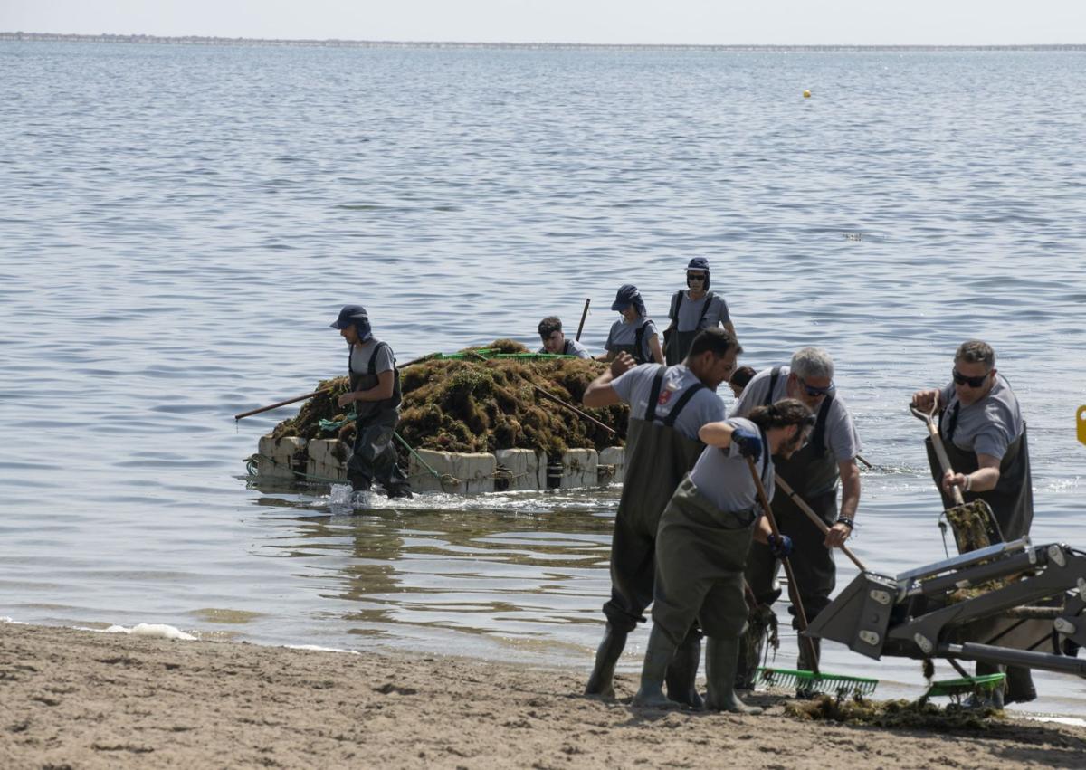 Imagen secundaria 1 - La retirada de biomasa en el Mar Menor aumenta a 2.200 toneladas por las lluvias y la entrada de agua por el Albujón