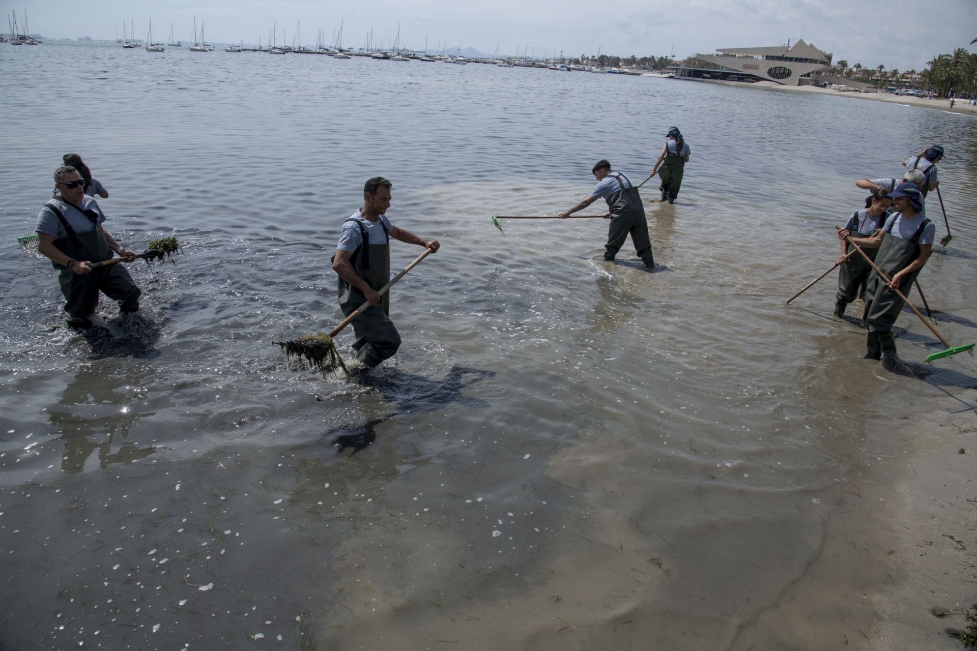 Retirada de biomasa en el Mar Menor, en imágenes