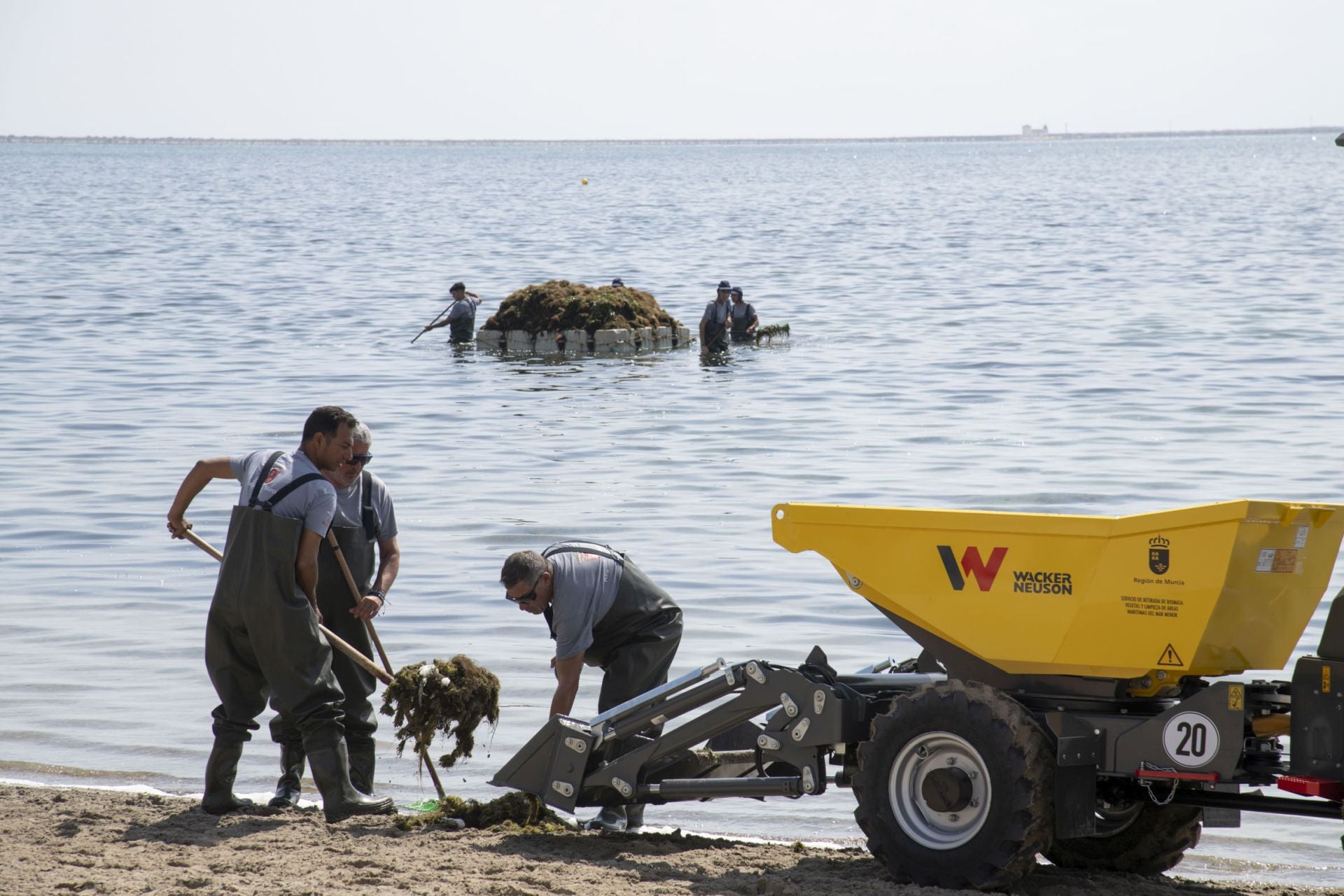 Retirada de biomasa en el Mar Menor, en imágenes