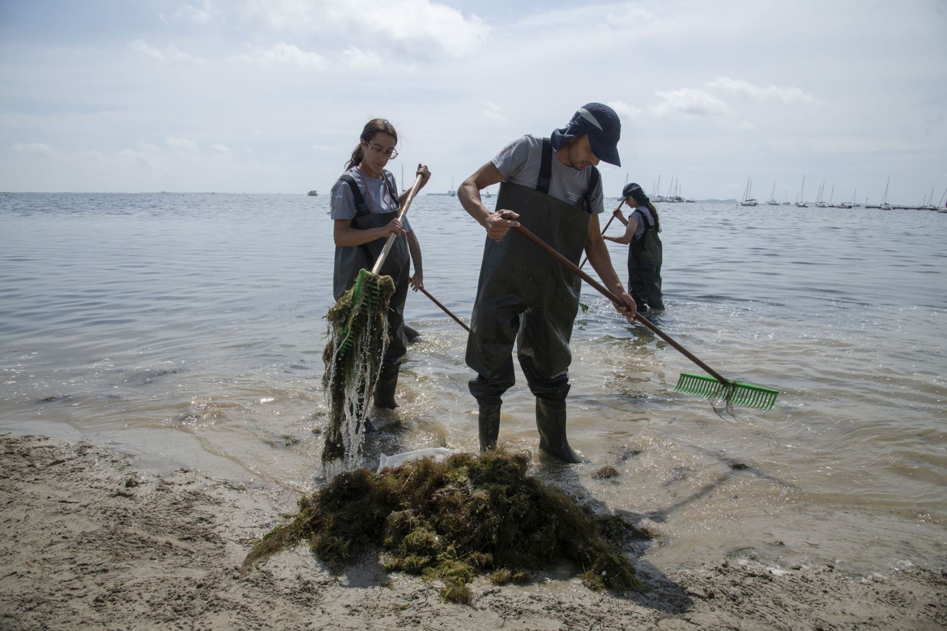 Retirada de biomasa en el Mar Menor, en imágenes