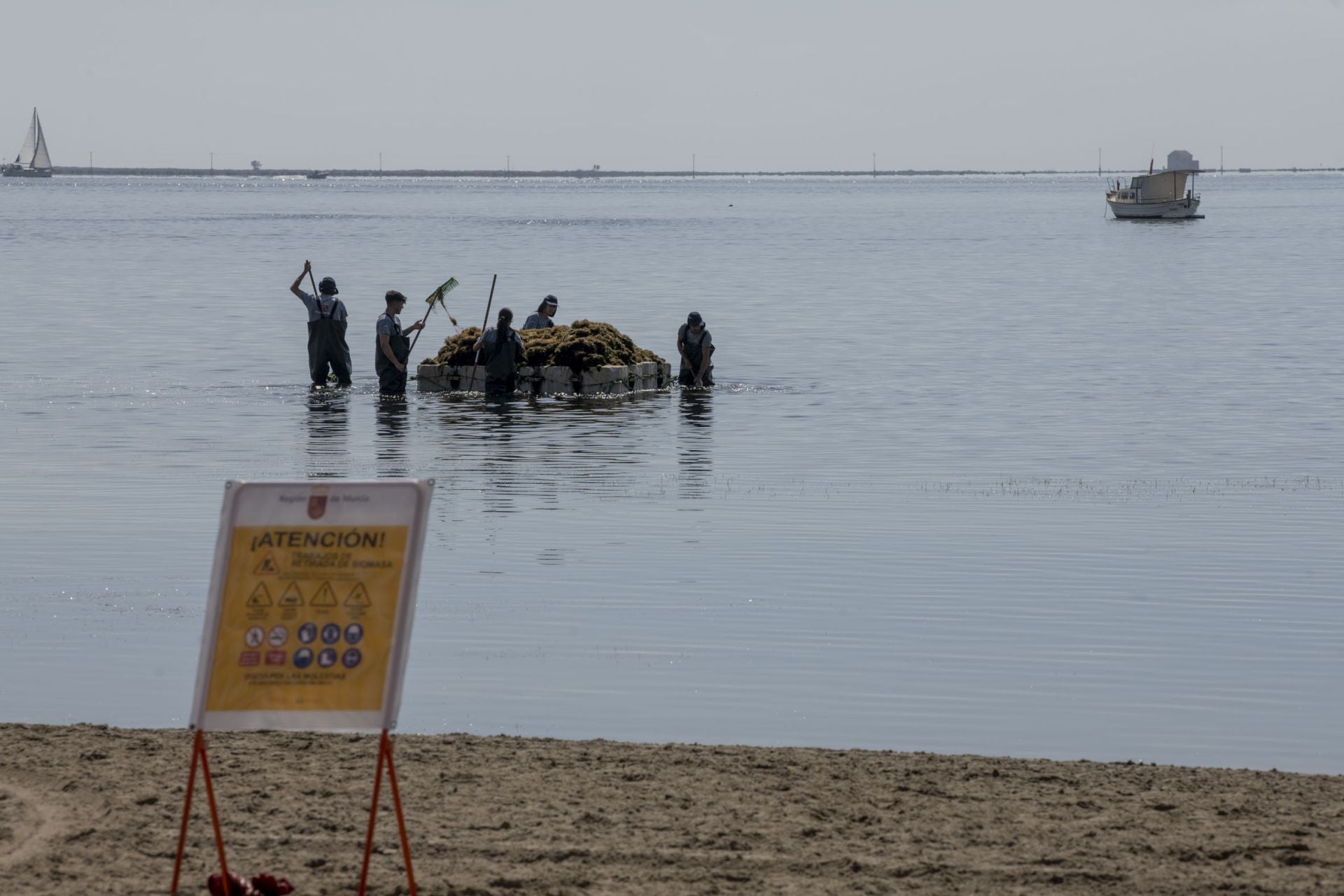 Retirada de biomasa en el Mar Menor, en imágenes