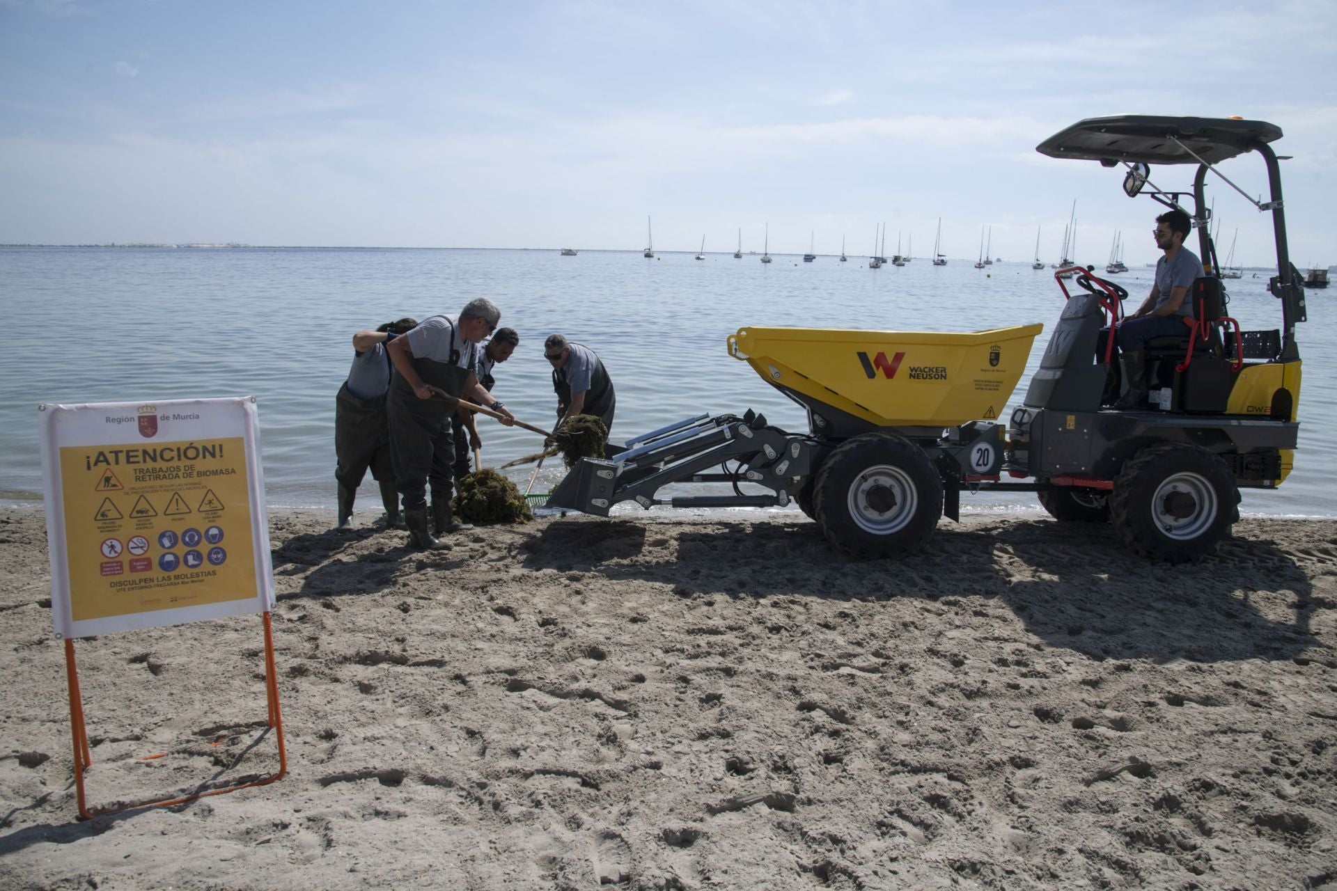 Retirada de biomasa en el Mar Menor, en imágenes