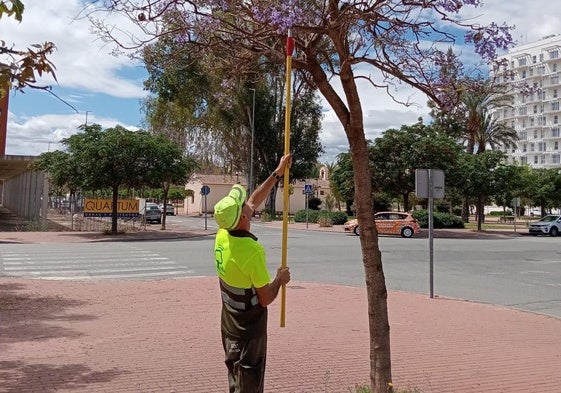 Uno de los operarios aplica el tratamiento contra el pulgón en árboles de Murcia.