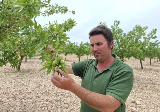 El agricultor Diego Tárraga supervisa el estado de sus cultivos de almendro, ayer, en una finca de Jumilla.