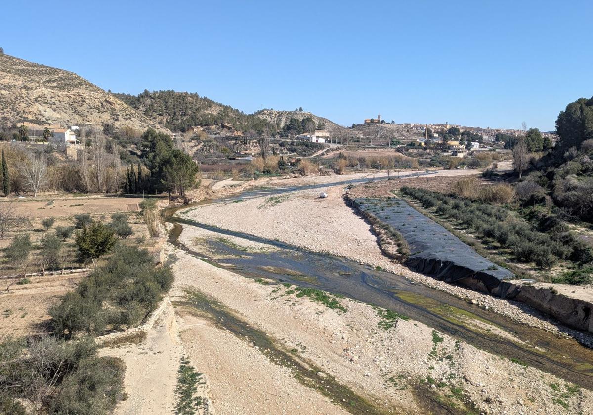 La chs trabaja en recuperar el bosque de ribera nativo en el entorno del río argos | la verdad