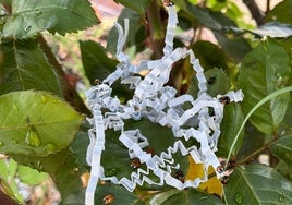 Ejemplares de mariquita liberados en un huerto de Murcia.