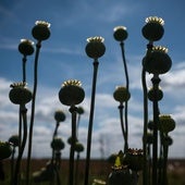 Imagen de un cultivo de opio.