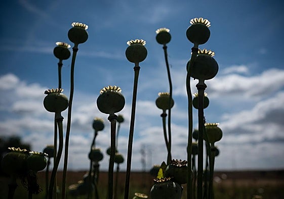 Imagen de un cultivo de opio.