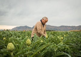 Un agricultor de la Vega Baja en una imagen de archivo.