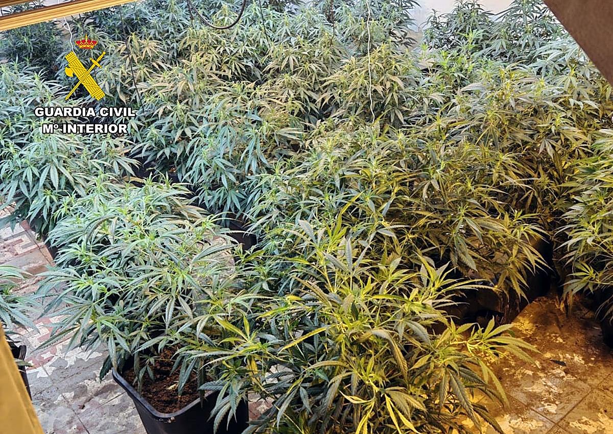 Imagen secundaria 1 - Desmantelan un grupo dedicado a cometer atracos y al cultivo de marihuana en el Campo de Cartagena