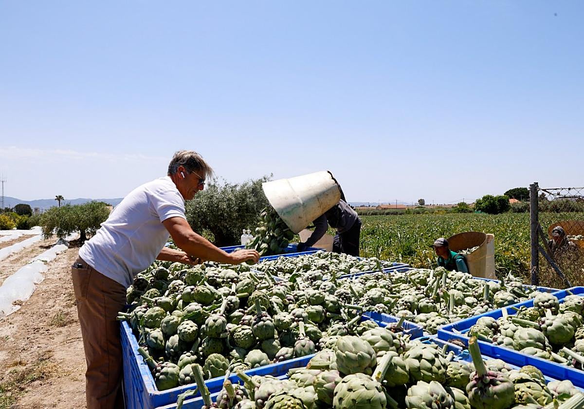 El agricultor Juan Antonio Márquez supervisa la recolección de alcachofa en su finca de Tercia, ayer.