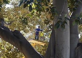 Operarios revisan el ficus de Floridablanca, ayer.