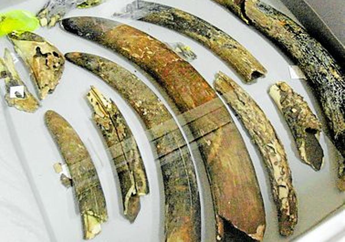 Imagen principal - Arriba: Defensas de elefante. Abajo: Colgante de oro de la Isla de Adentro (Mazarrón) y nezem o anillo de nariz.
