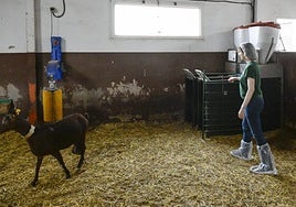 La investigadora del Imida Laura Almela, con una de las cabras en la Granja Universitaria.