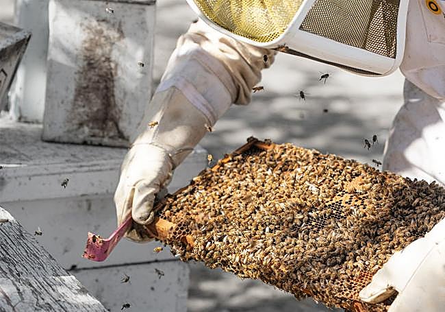 Apicultor trabajando sobre una colmena.