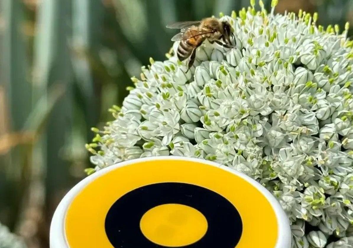 El ambicioso proyecto de poner ojos a un millón de colmenas | la verdad