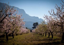 Almendros en una imagen de archivo.