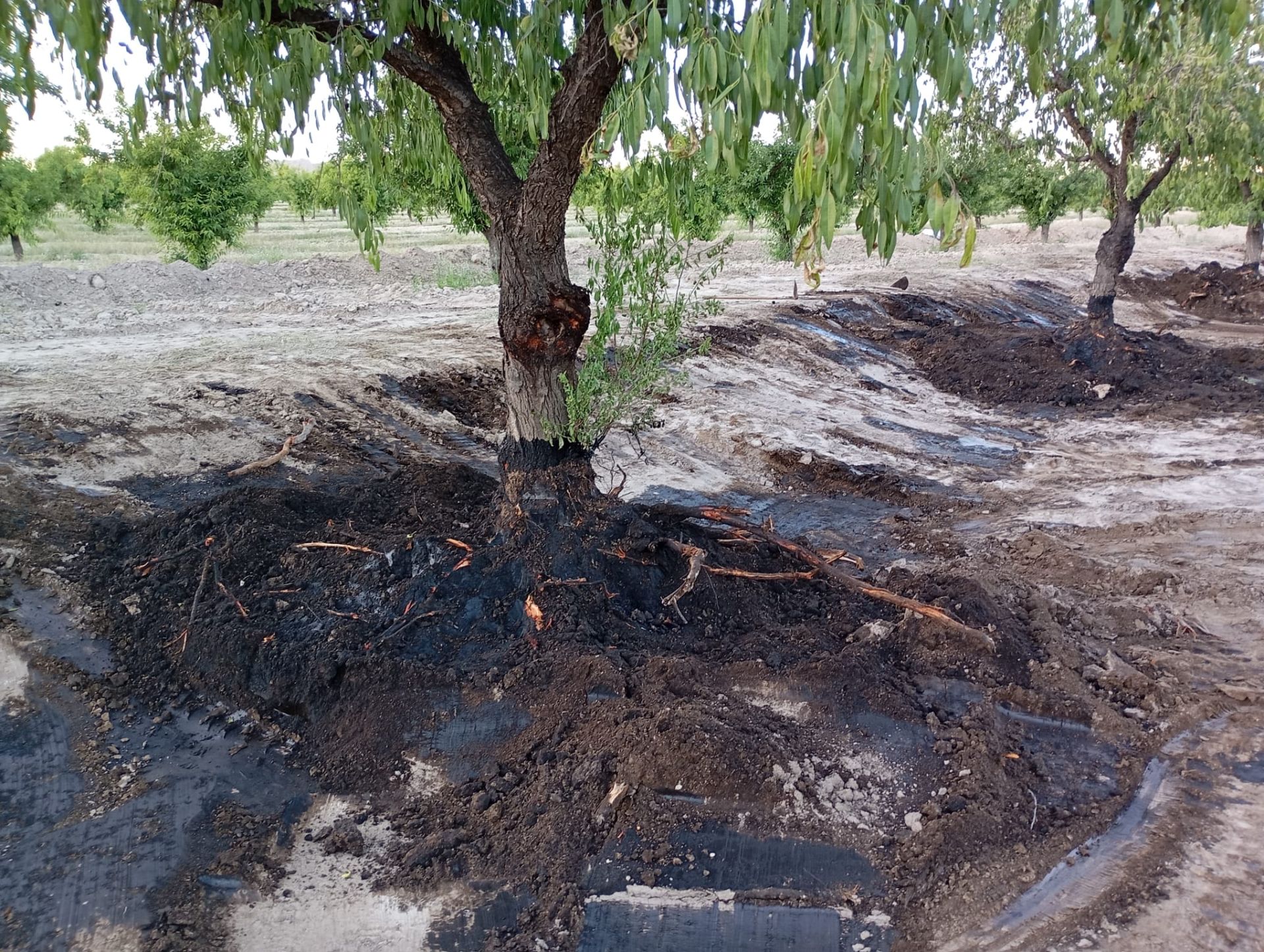 El petróleo vertido se infiltra dos metros en la finca de Calasparra
