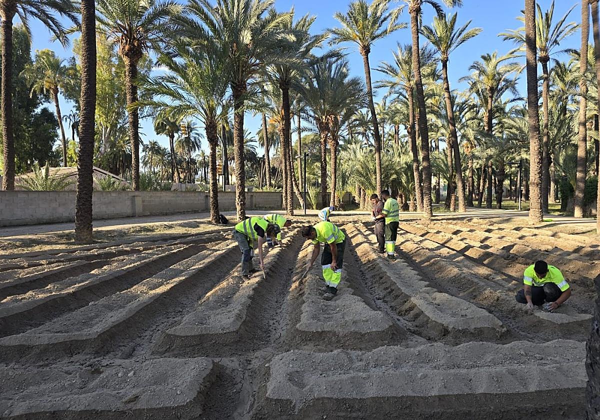 El cultivo del algodón vuelve a El Palmeral de Orihuela para preservar el legado agrícola