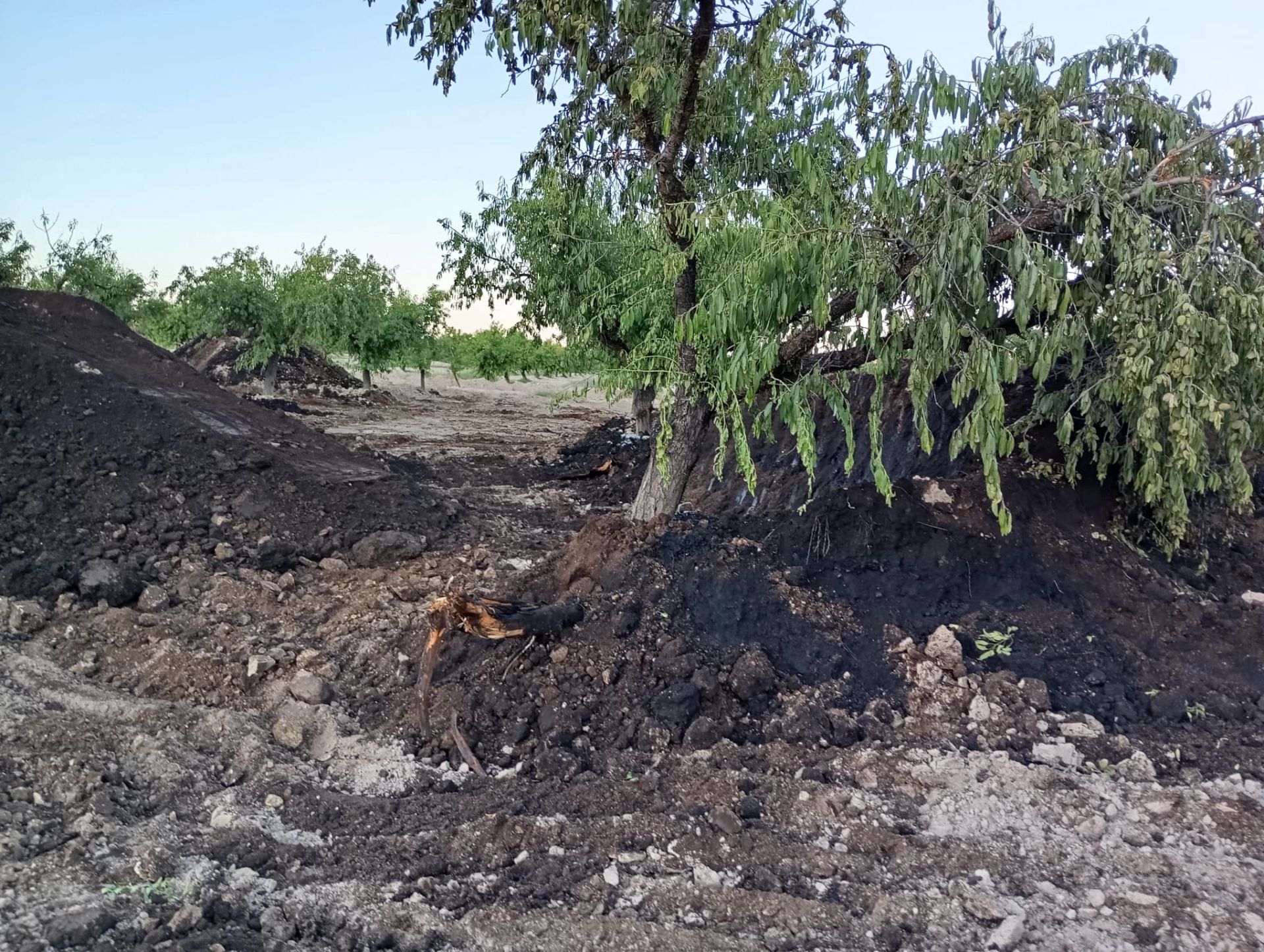 El petróleo vertido se infiltra dos metros en la finca de Calasparra
