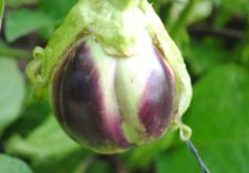 Berenjena 'ciezana'