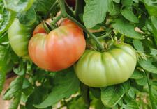 Tomate 'Flor de Baladre'