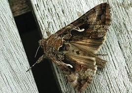 Imagen de archivo de una polilla.