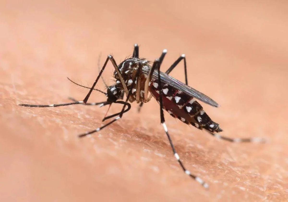 Adiós a los mosquitos sin insecticidas: diez plantas que mantienen tu hogar libre de insectos.