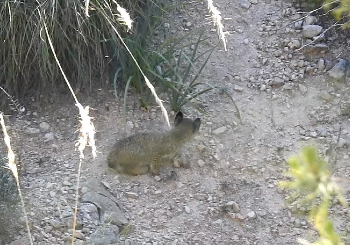 Aparece una tercera cría de lince ibérico en lorca | la verdad