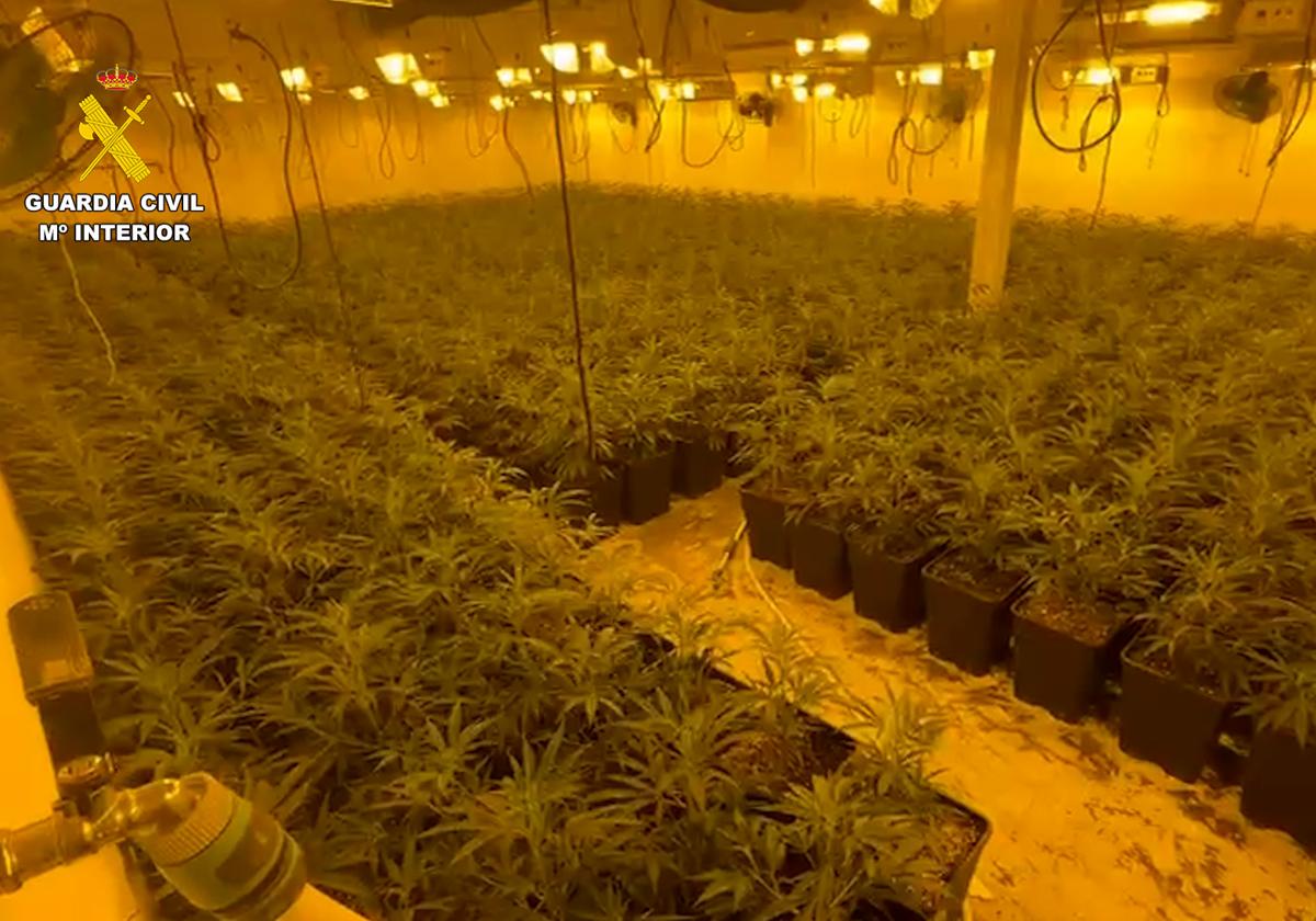 El cultivo encontrado en Totana.