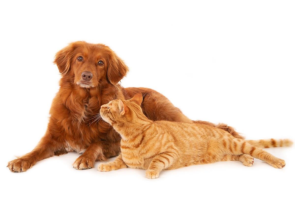 El servicio ofrece múltiples ventajas tanto para los animales como para sus cuidadores.