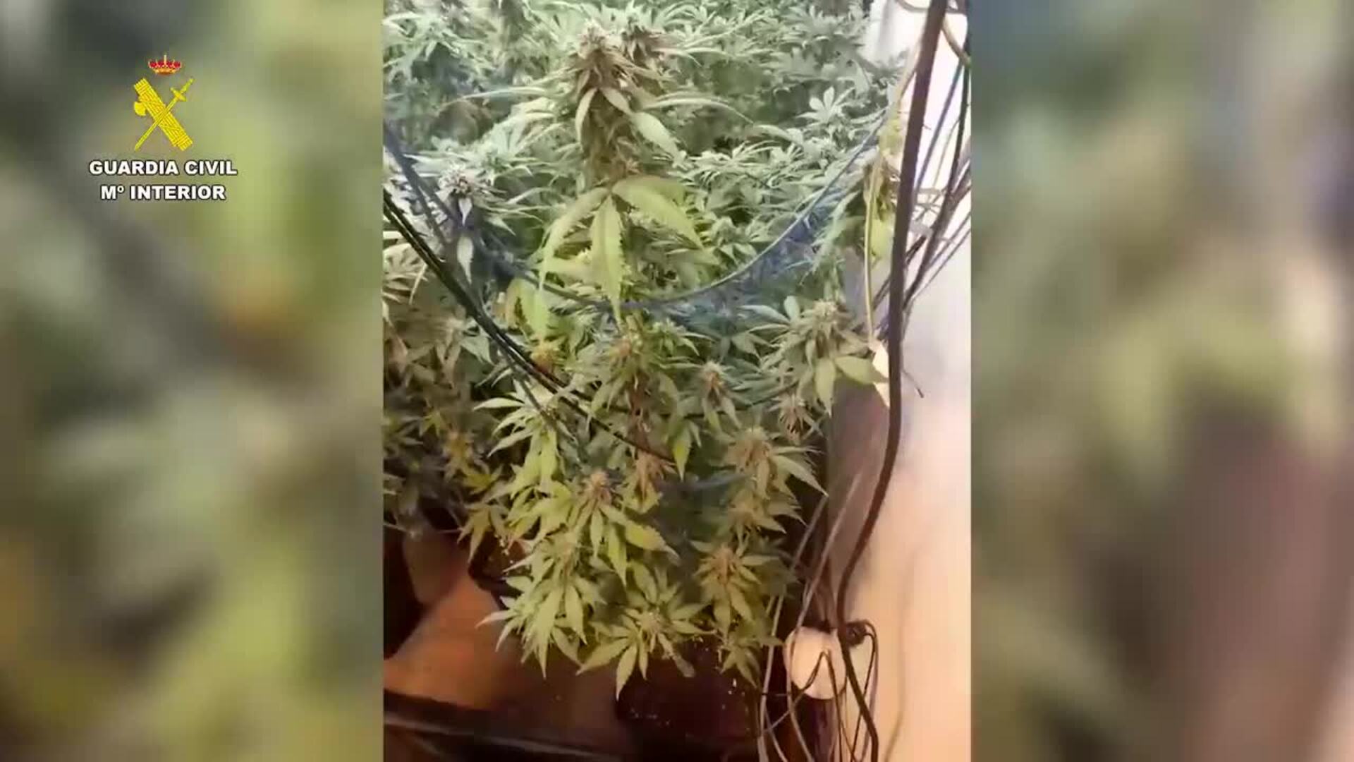 Desmantelada una plantación indoor de marihuana en Puerto de Mazarrón