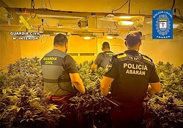 La plantación indoor desmantelada en Abarán.