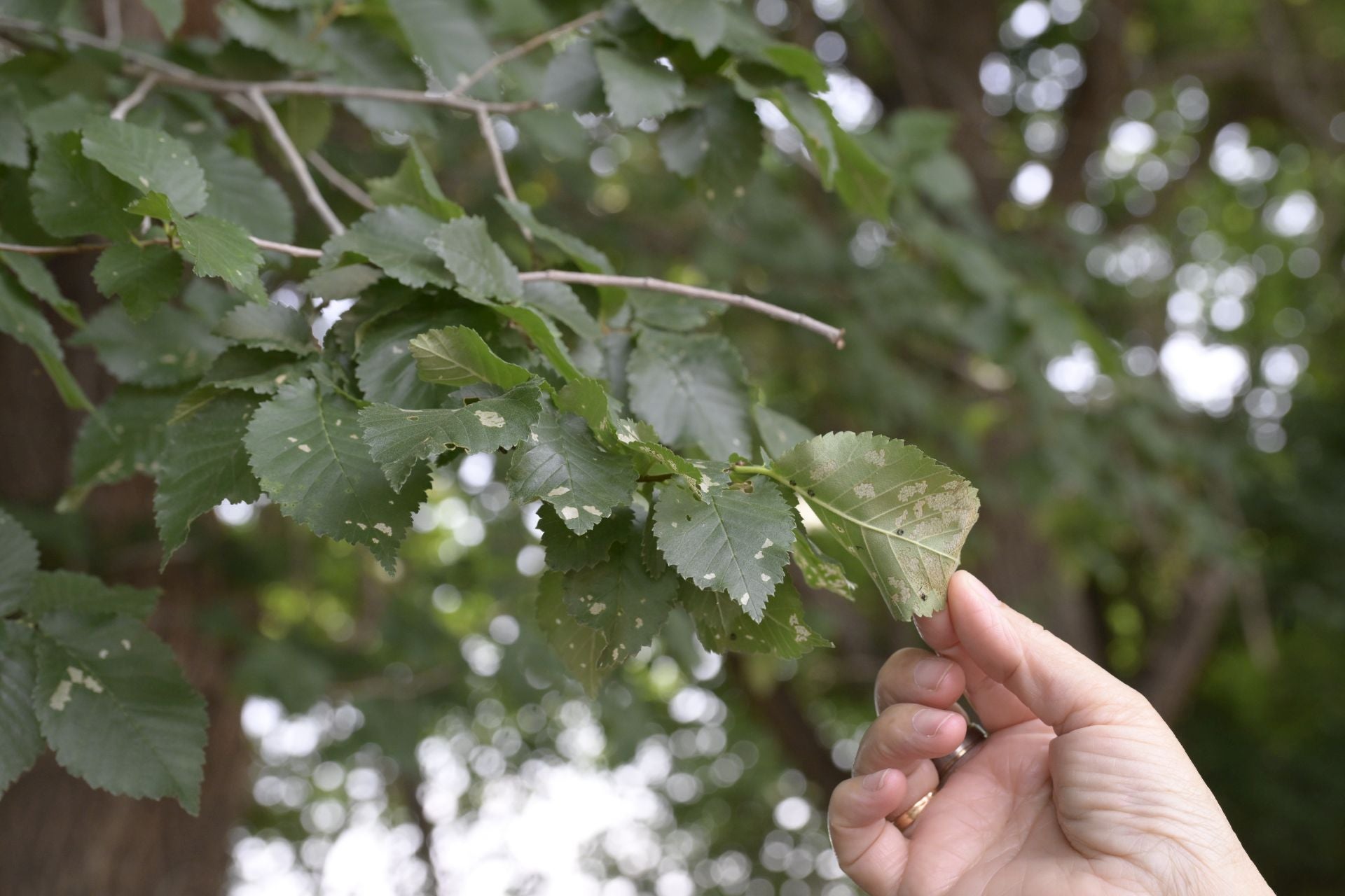 Desperfectos, falta de servicios y plagas en Aljucer, en imágenes