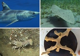 Ejemplar de tiburón mako o marrajo ('Isurus oxyrinchus'), una mantelina, una langosta y un coral de profundidad.