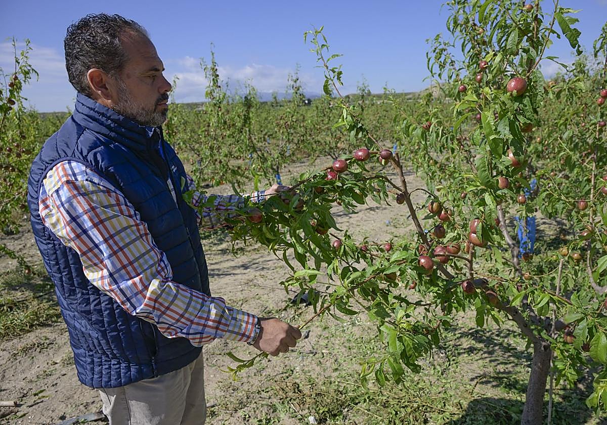 Un agricultor muestra el daño del granizo en sus frutales en una imagen de archivo.
