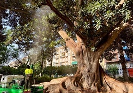 El riego de uno de los árboles del Jardín de Floridablanca.